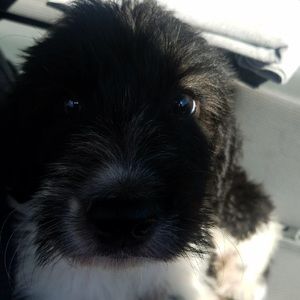 Meet your Posher, Nolan